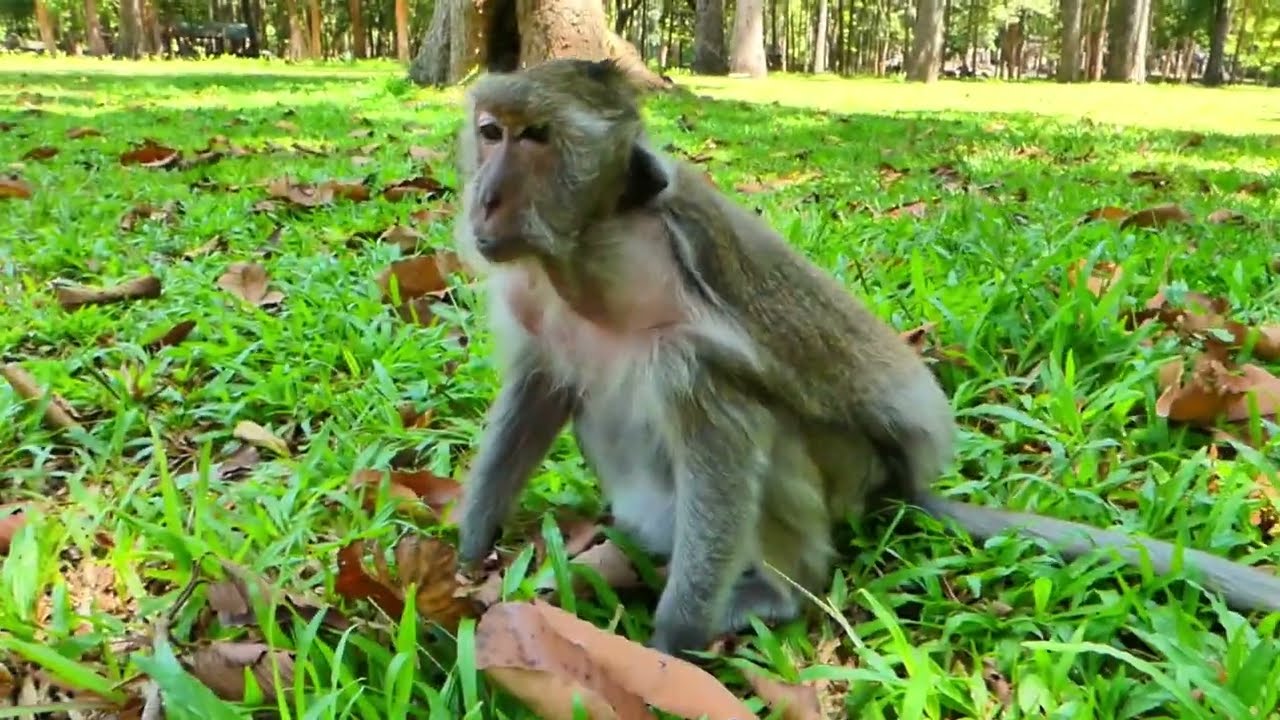 Amari troop having a peaceful time