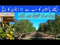 Olive farming in chakwal  olive valley  barani agricultural research institute chakwal