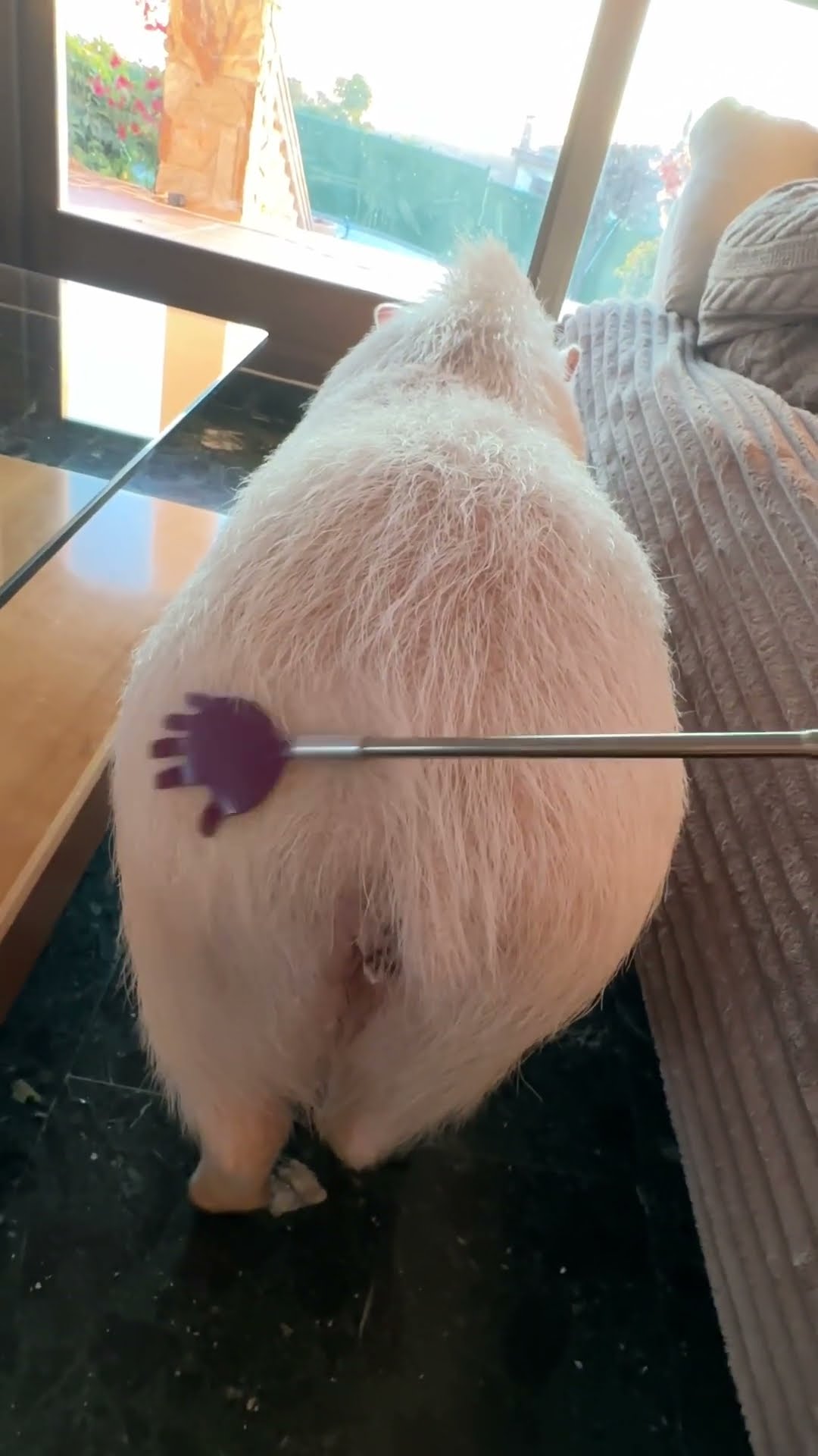 Scratching Roxy The Pig's Rump || ViralHog
