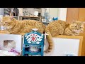 いつも誰かに寄り添ってる茶々パパ。