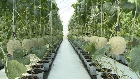 Ứng dụng công nghệ mang lại hiệu quả cao trong sản xuất nông nghiệp