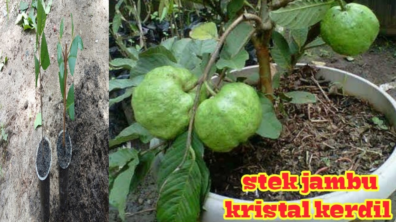 Tips# stek jambu kristal kerdil berbuah lebat dalam pot 