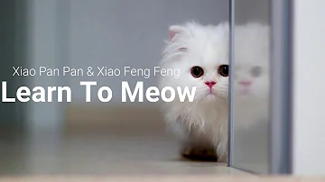 [Lyrics/English Translation] Learn To Meow by Xiao Pan Pan & Xiao Feng Feng