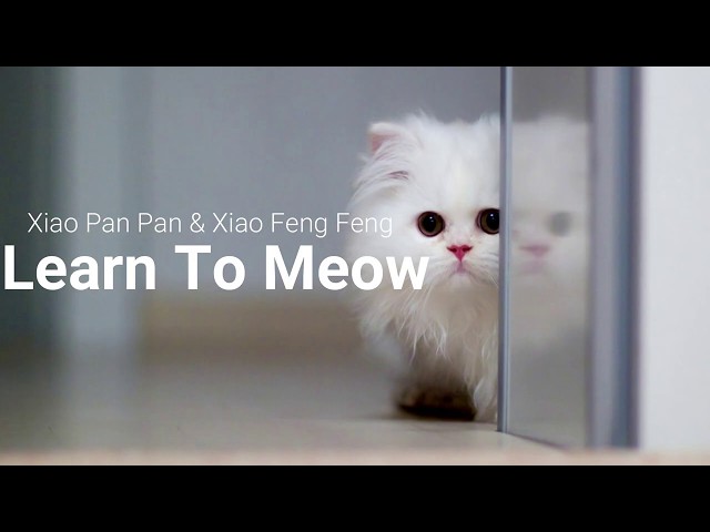 [Lyrics/English Translation] Learn To Meow by Xiao Pan Pan & Xiao Feng Feng class=