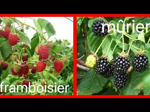 Vidéo: Variétés D'hybrides Framboise-mûre - Lucretia, Izobilnaya, Cumberland Et Autres - 2