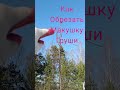 🌳ОБРЕЗКА ГРУШИ