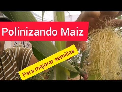 Video: Maíz polinizado a mano: Cómo polinizar el maíz