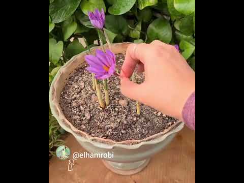 آموزش کاشت زعفران قسمت ۲