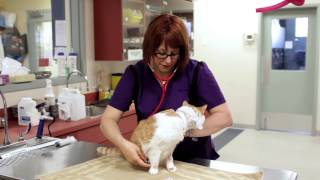 Toronto Veterinary Emergency Hospital | 24 Hour Pet Medical Center