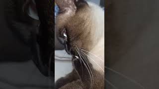 Тайсон кот моет лапки💕. Gato Siamés сиамский кот. Siamese Cat