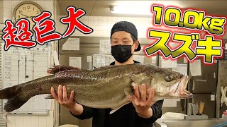 小豆島で獲れた怪物スズキを解体して食べてみた。