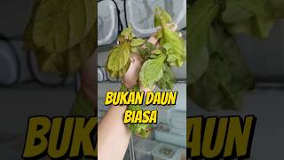 SERANGGA YANG MIRIP DAUN 😱 #hewanunik #faktahewan #belalang #seranggaunik