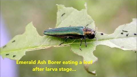 Help Stop the Emerald Ash Tree Borer