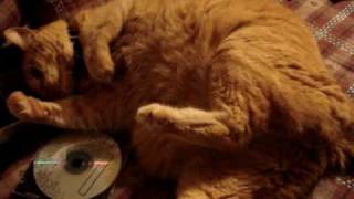 Blinkward gets his paws on some catnip