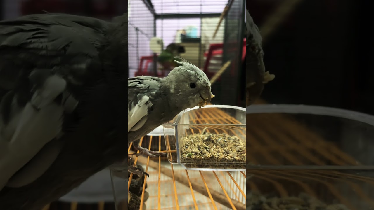 Cockatiel Eating Seeds 😍 | Cute Bird Moments 