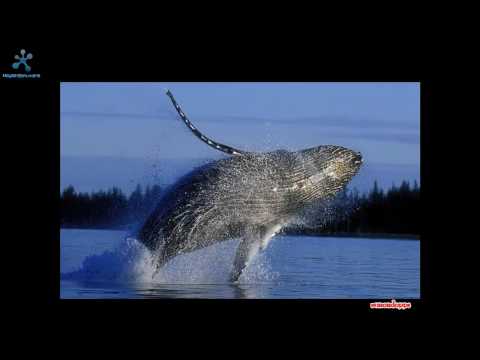 Absolute Relax