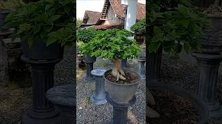 #bougainvillea proses sebelum di bungakan #bungakertas