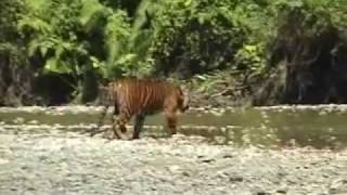 Saving Aceh's Tigers