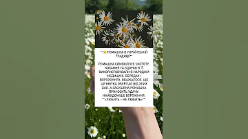Ромашка в українських традиціях Що вона означає україна народнамудрість традиції ромашка 