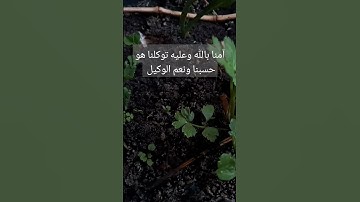 راحة نفسية#قرآن #سورة_البقرة #surahalbaqarah #قران_كريم #البقرة #سورة #tilawat #اكسبلور #تيك_توك