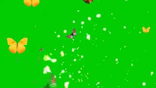 Kupu kupu green screen