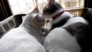 Chutki And Jadya - Cute Couple Cats Together Forever