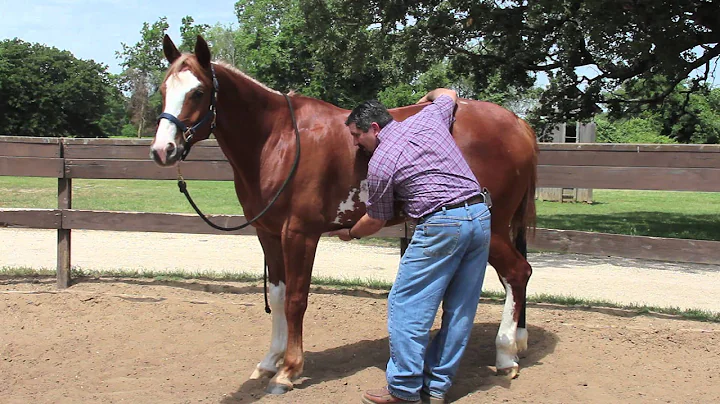 Equine Ulcer Diagnosis by Mark DePaolo, DVM - DayDayNews