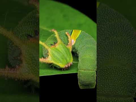 Insane Macro Shot!"Insects in 4K Macro #wildlife #macroperfection #nature #insects