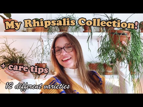 My Entire Rhipsalis Collection Jungle Cactus| Care Tips |  Watering, Lighting, Humidity and more