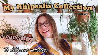 My Entire Rhipsalis Collection Jungle Cactus| Care Tips |  Watering, Lighting, Humidity and more