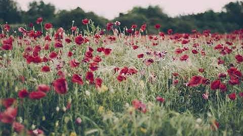 القارئ ناصر القطامي تلاوة خاشعة سورة عبس Surah 'Abasa Nasser Al Qatami