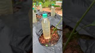 Making a drip irrigation system for vegetables using discarded bottles