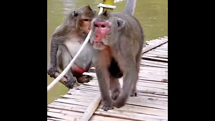 Newborn Baby Monkey with Old Mommy #wildlifeentertainment #babymonkeys #entertaininganimals