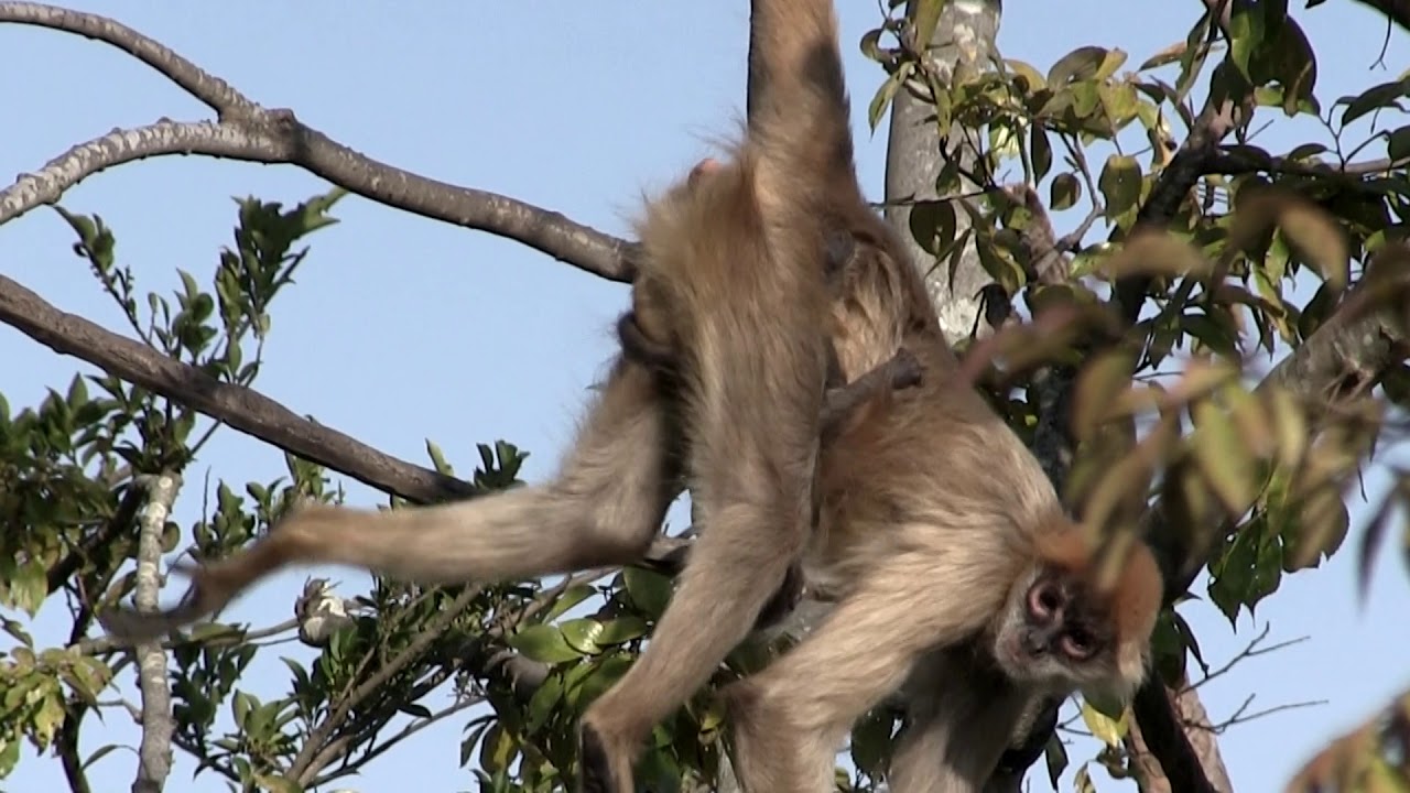 クモザルの赤ちゃん、母親の動きに大変です