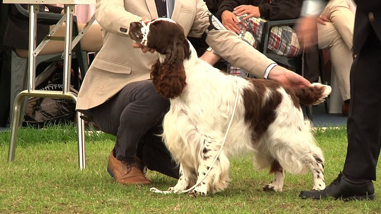 Southern Counties Dog Show 2017 - Gundog group FULL english springer spaniel rescue