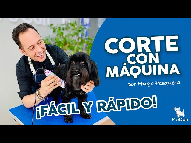 Cómo elegir la máquina de cortar el pelo del perro correcta