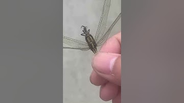 CON CHUỒN CHUỒN XẤU SỐ #shorts