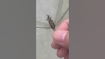 CON CHUỒN CHUỒN XẤU SỐ #shorts