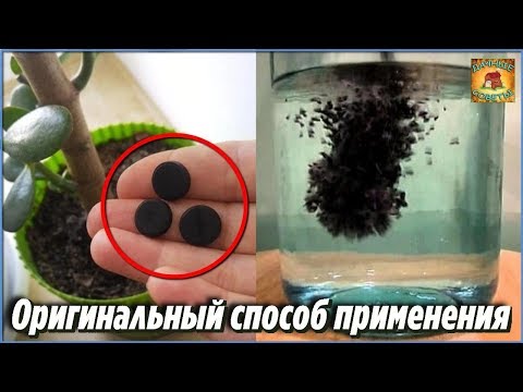АКТИВИРОВАННЫЙ УГОЛЬ Оригинальный способ применения и НЕЗАМЕНИМЫЙ помощник для КОМНАТНЫХ РАСТЕНИЙ