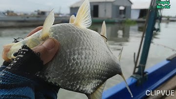 Câu làng bè bình thạnh.tính kiếm vài con cá dảnh về nạo làm chả nào ngờ trúng ổ sướng tay quá!t70
