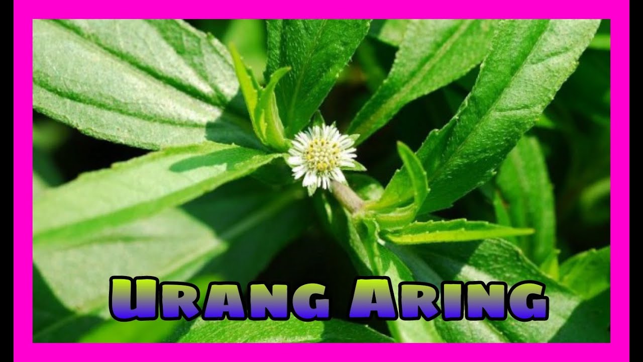 Manfaat Urang Aring || Khasiat Urang Aring 