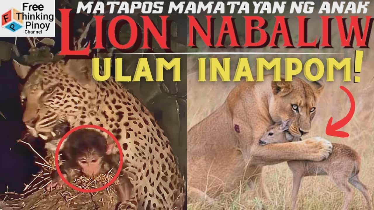 COMPILATION Lion inalagaan ang batang Antelope | Mga hayop na nag ampon ng ibang hayop