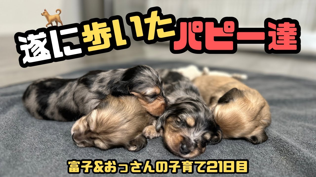 【犬７頭と暮らすおっさん】富子&おっさんの子育て21日目【ダックスの子犬】