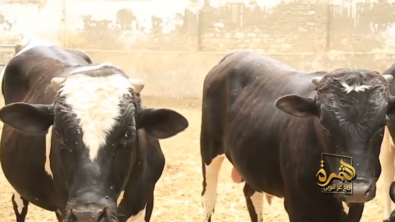 سر نجاح تربية البتلو وزيادة الوزن في وقت قياسي