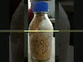 mushroom cultivation / #upcollege #curiosity #science #botany #life #trending