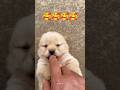 Cutest Puppy Reaction Ever 😍🐶 #Shorts #puppy #cutedog #doglover #puppylove #dogshorts #ytshorts 🥺💖