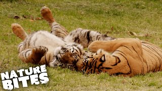 Tiger Mother Separated from her Cubs | Nature Bites