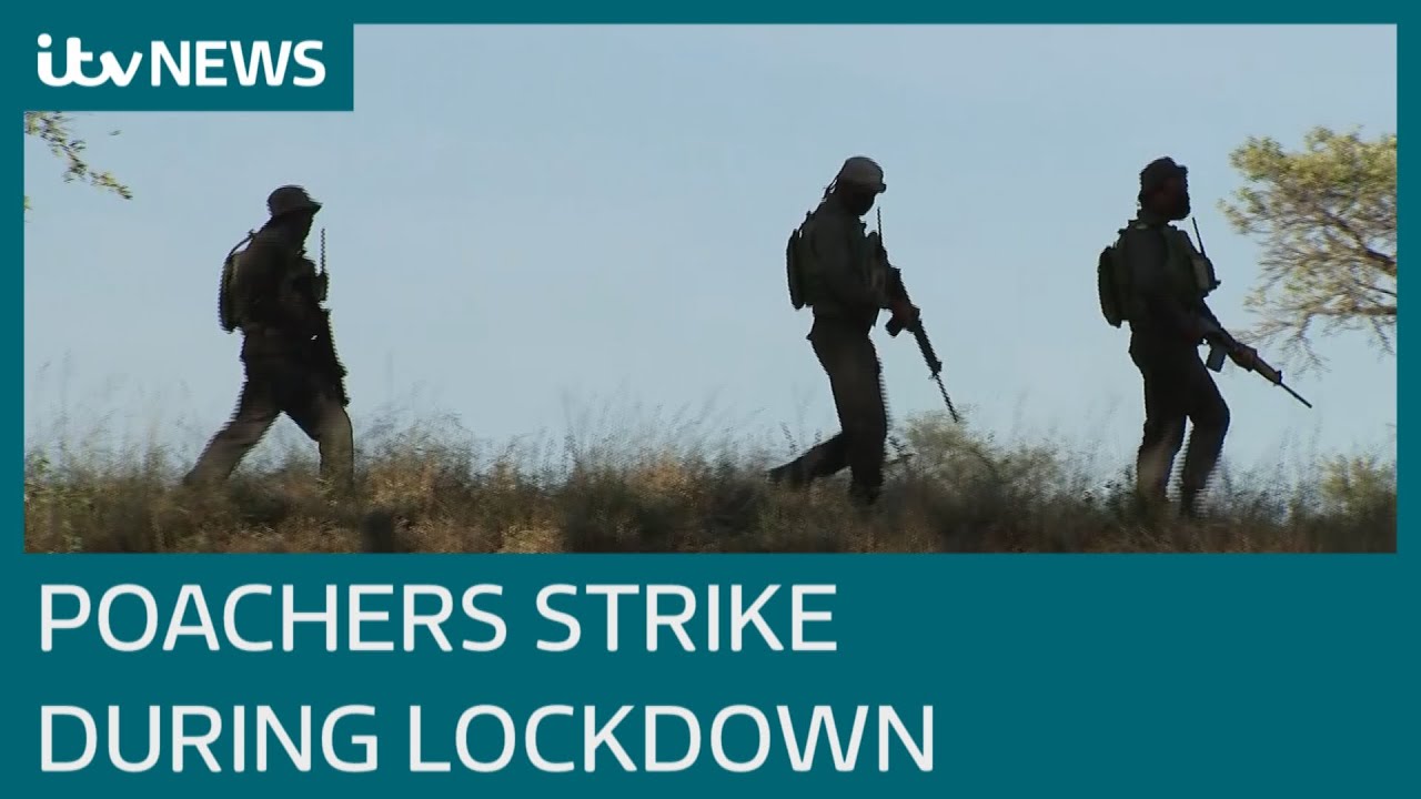 Poachers hit South African game reserves during pandemic ITV News