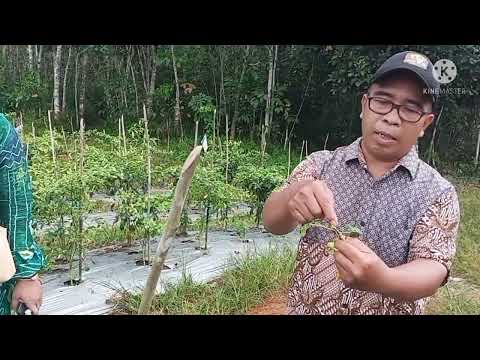 Video: Apa penyebab Phytophthora?