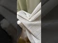 可愛いおててが隠せてない猫 #shorts